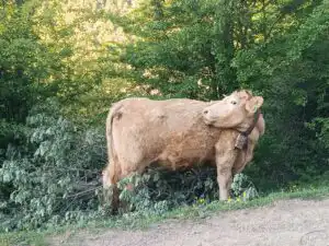 Cesta vede krásnou přírodou. Kromě lidí potkávám i zvířata.
