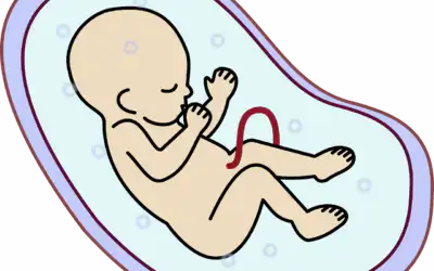 15. Embryologie: Síla, která nás stvořila